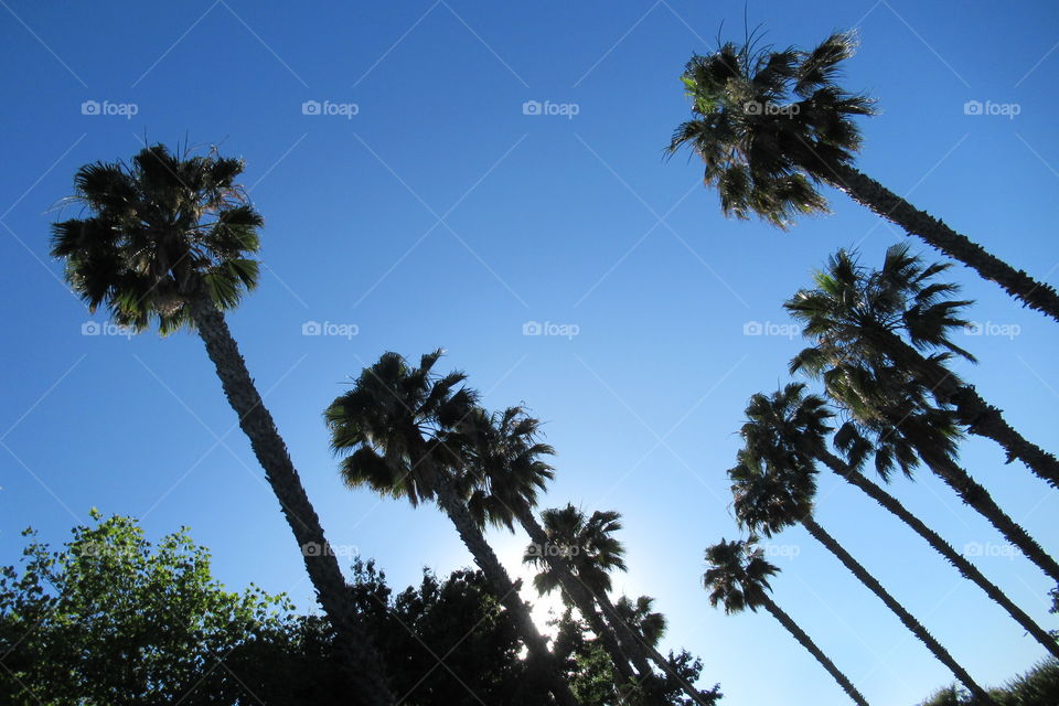 Palm trees in the evening sun