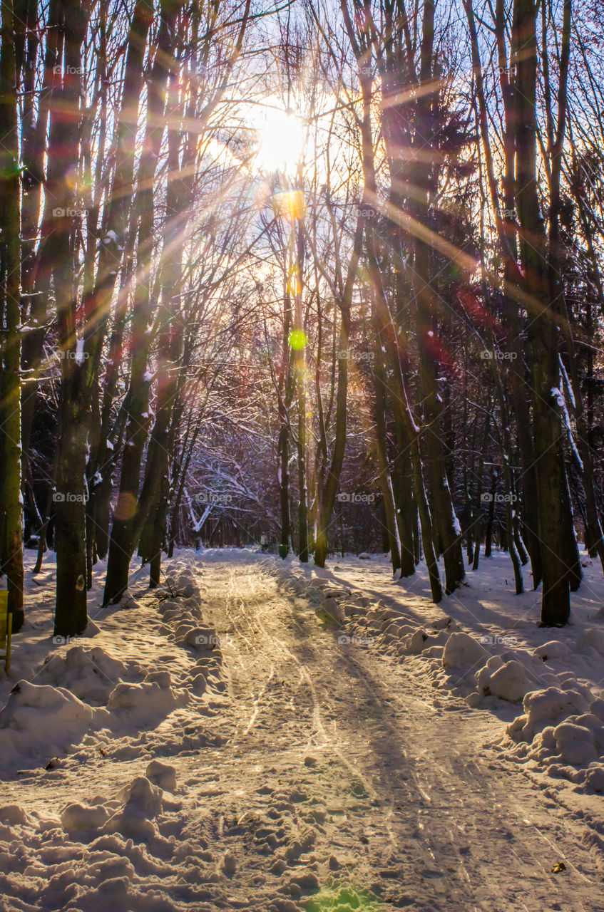 winter landscape