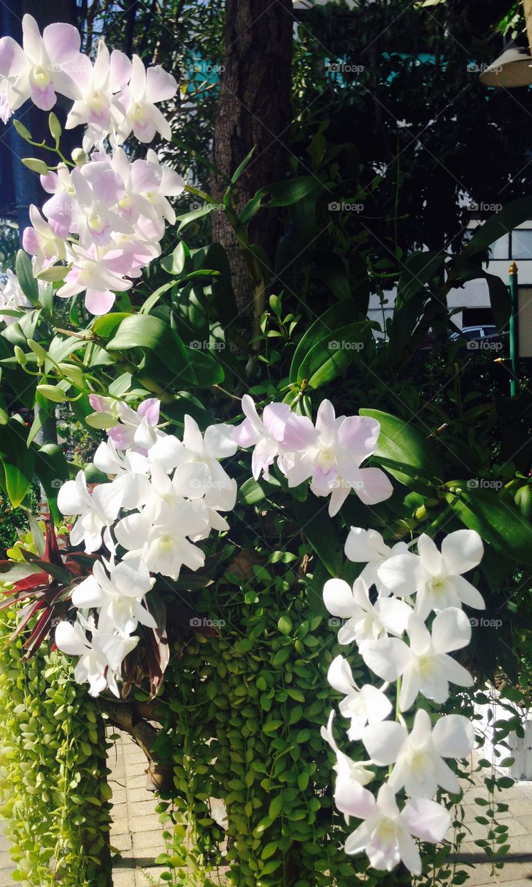 Orchid white colour more besutiful.
