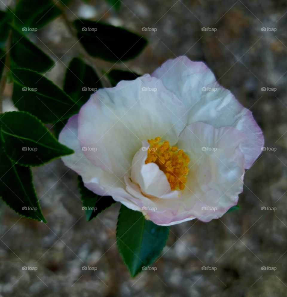 Camelia in bloom