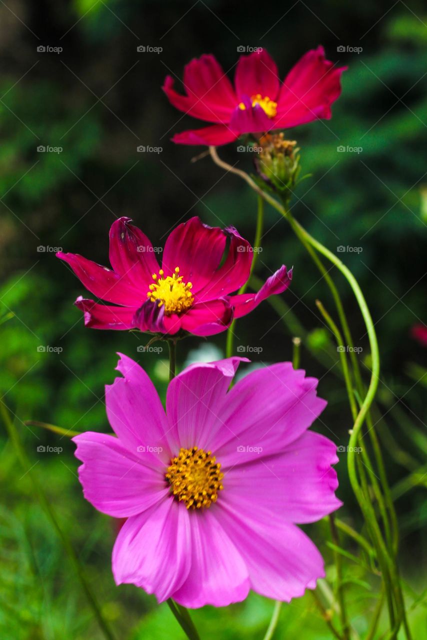 Red flowers with a greenish blur background.