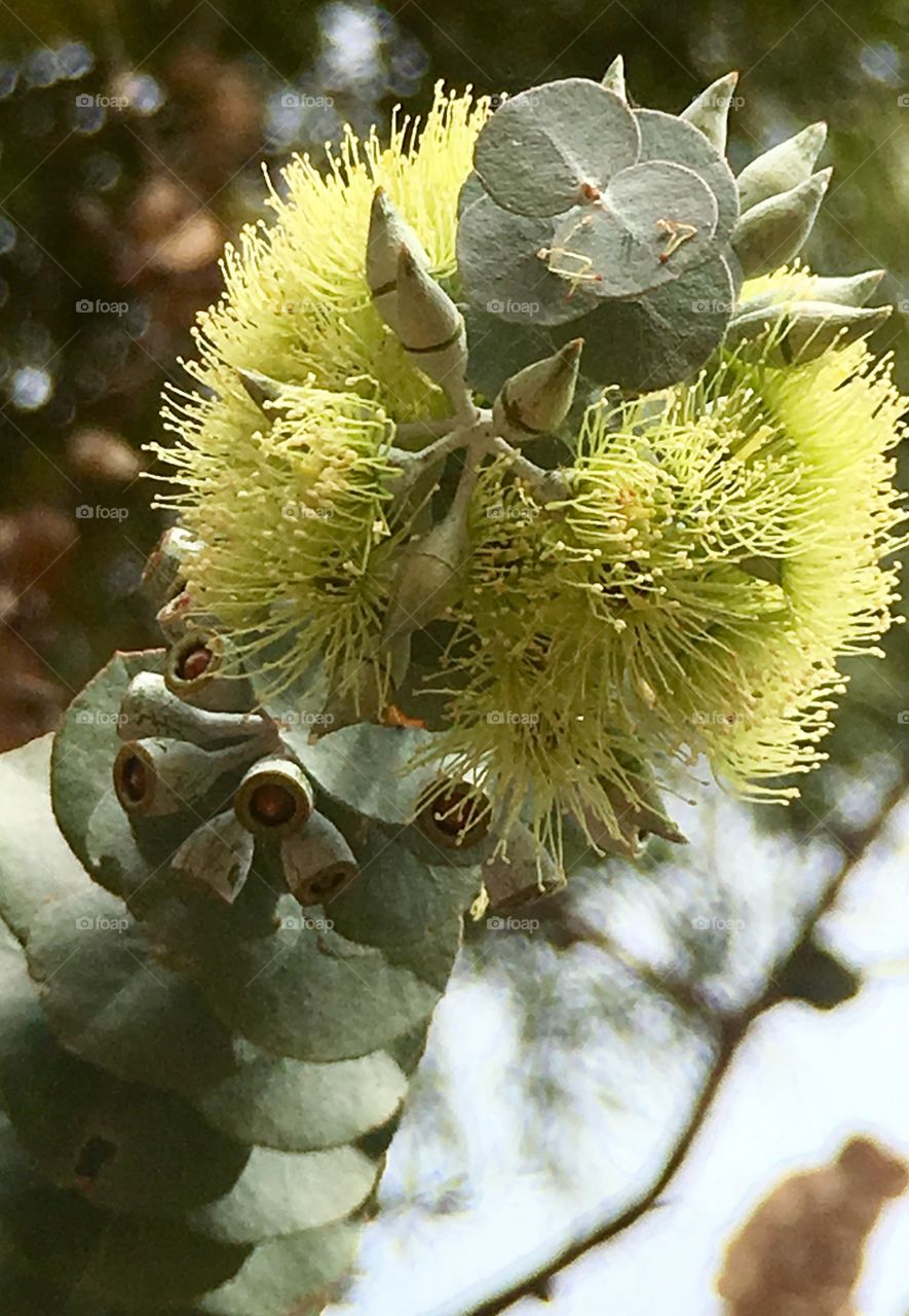 Blooming eucalyptus 