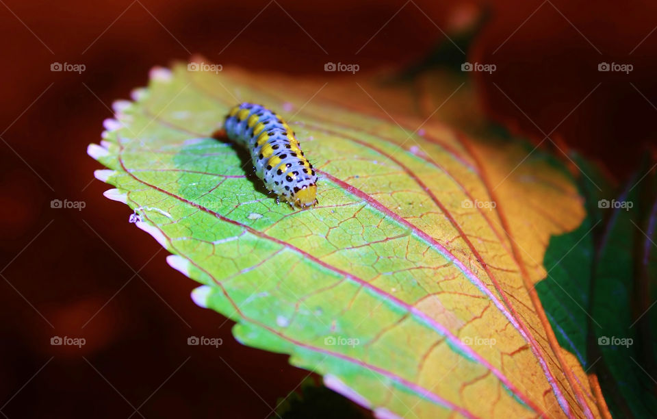 Close-Up of caterpillar on leaf