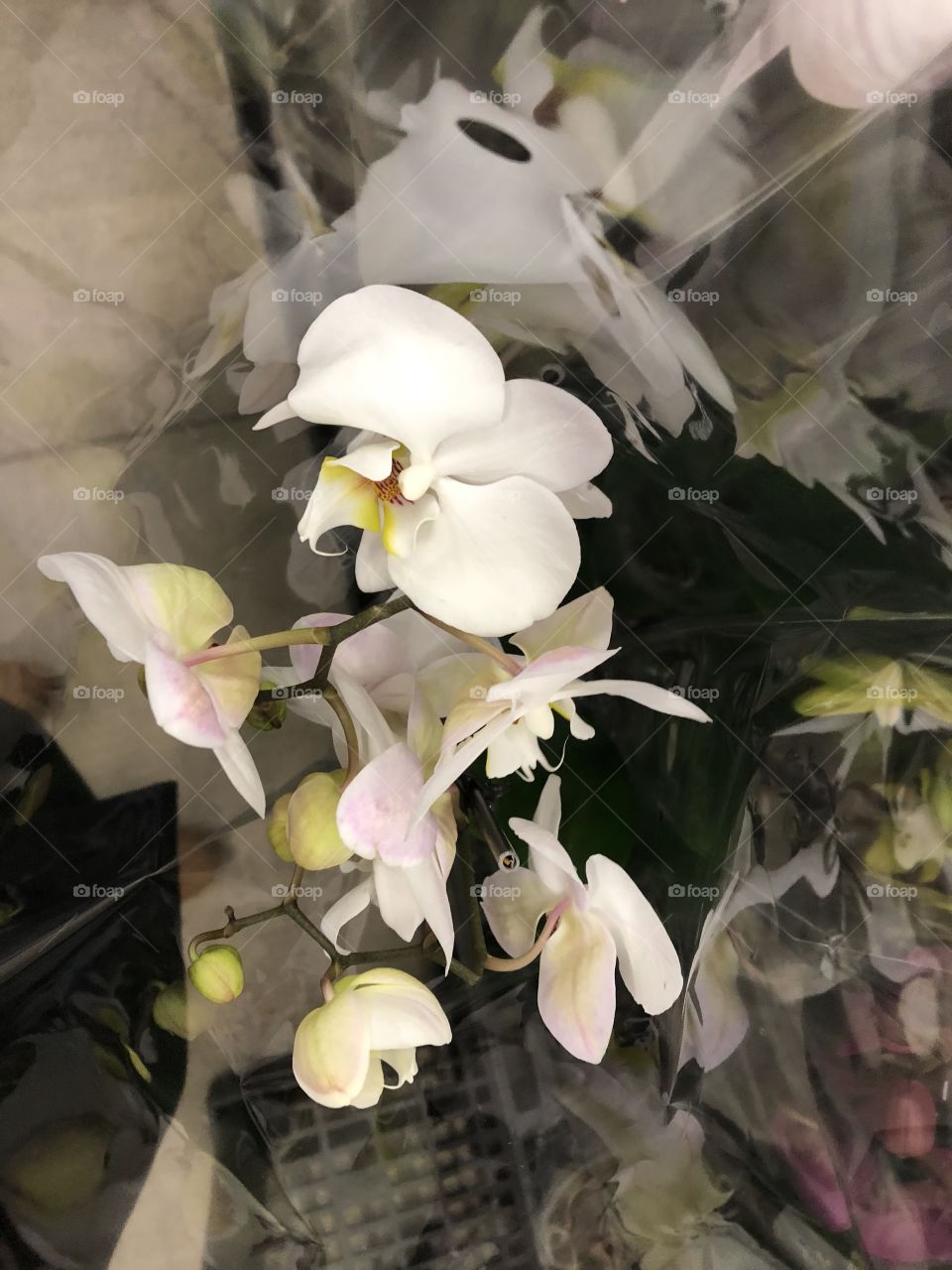 Beautiful white flowers 