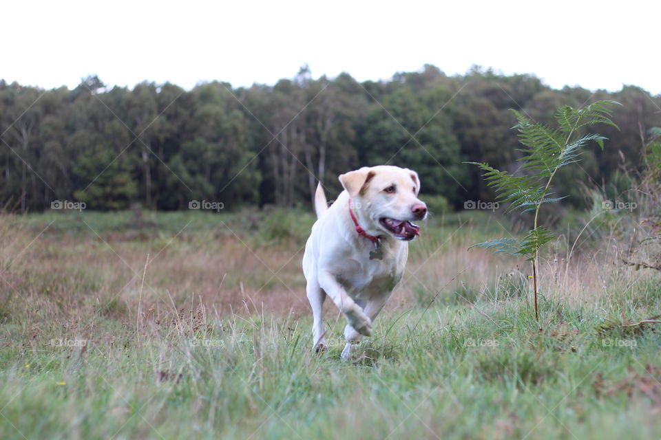 Dog, Grass, Pet, Portrait, Mammal