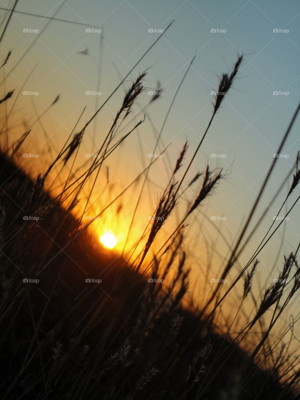 sunset in the steppe and grass summer time
