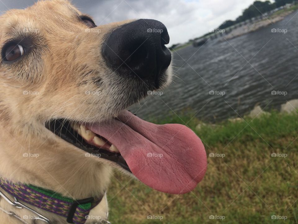 Yellow Labrador / German Shepard mix rescued from local shelter to his forever home. 