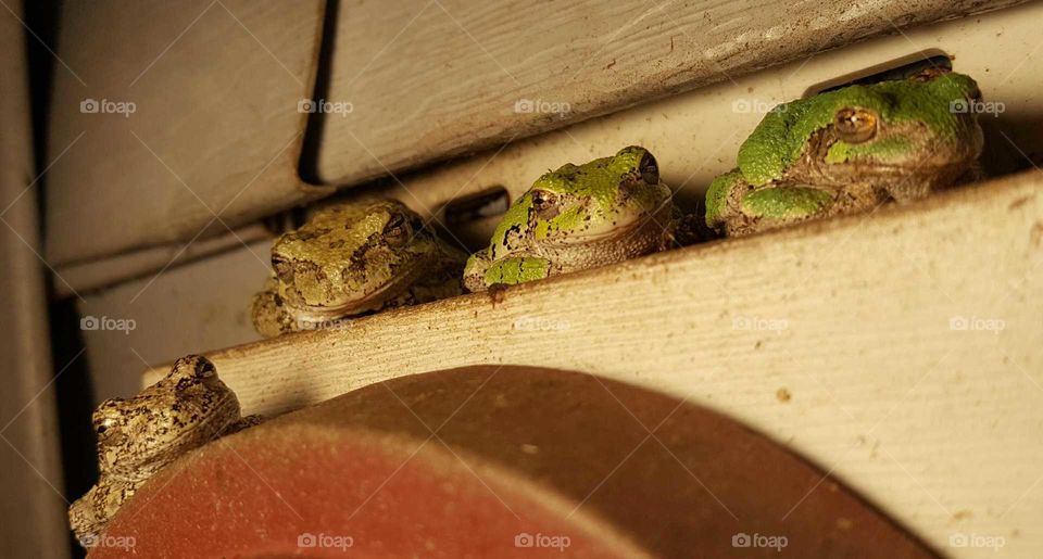 Frog, Amphibian, Reptile, No Person, Wood