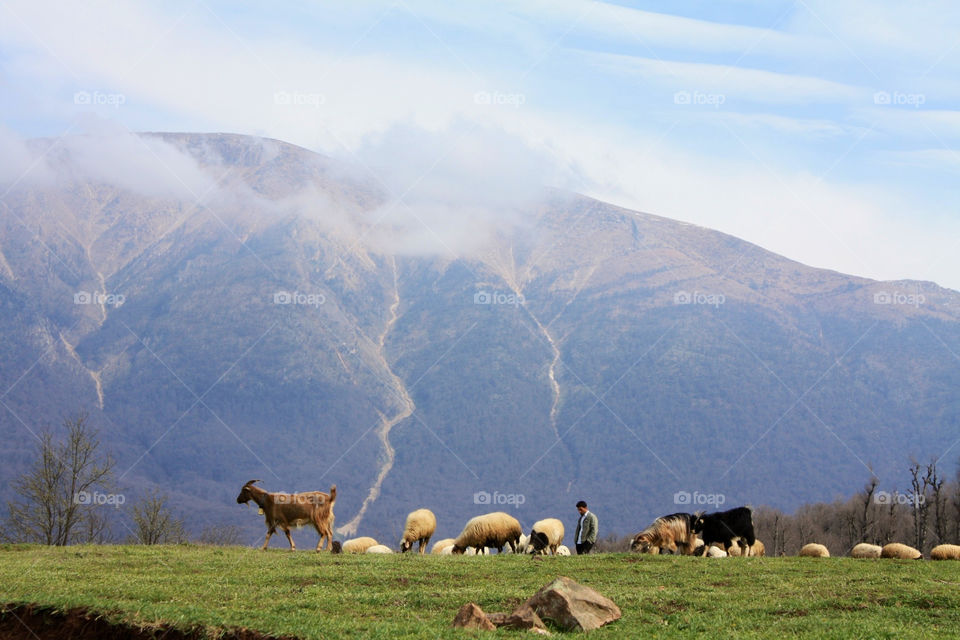 landscape mountains sheep iran by ezatvar