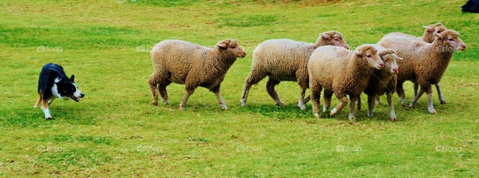 Sheepdog herding sheep in grassy field