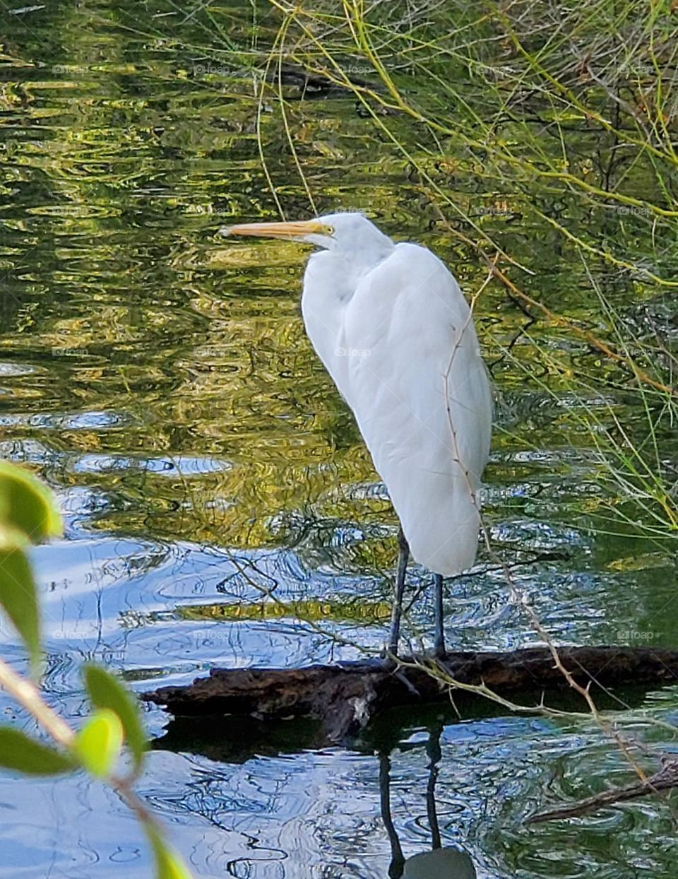 White Egret on the Lake