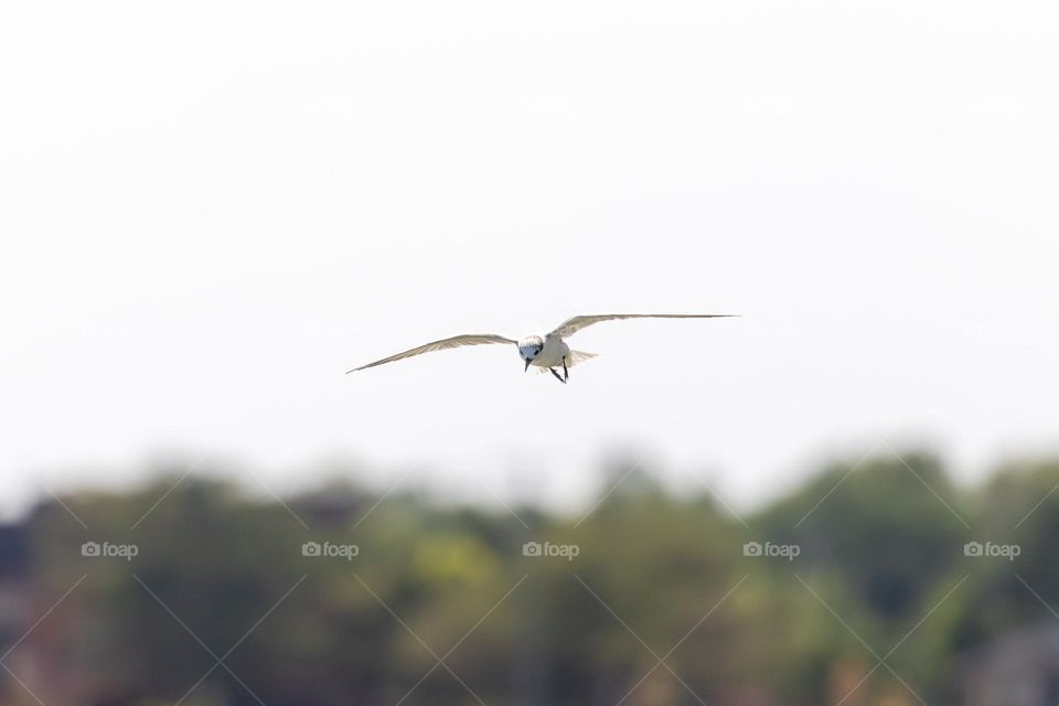 Common Tern Flying in Thailand