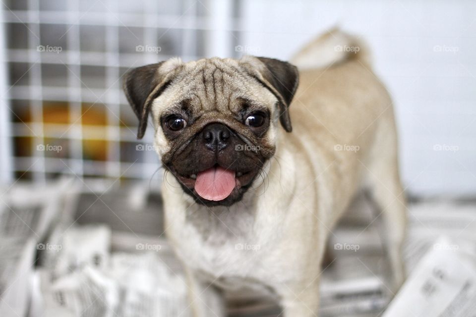 A little pug 