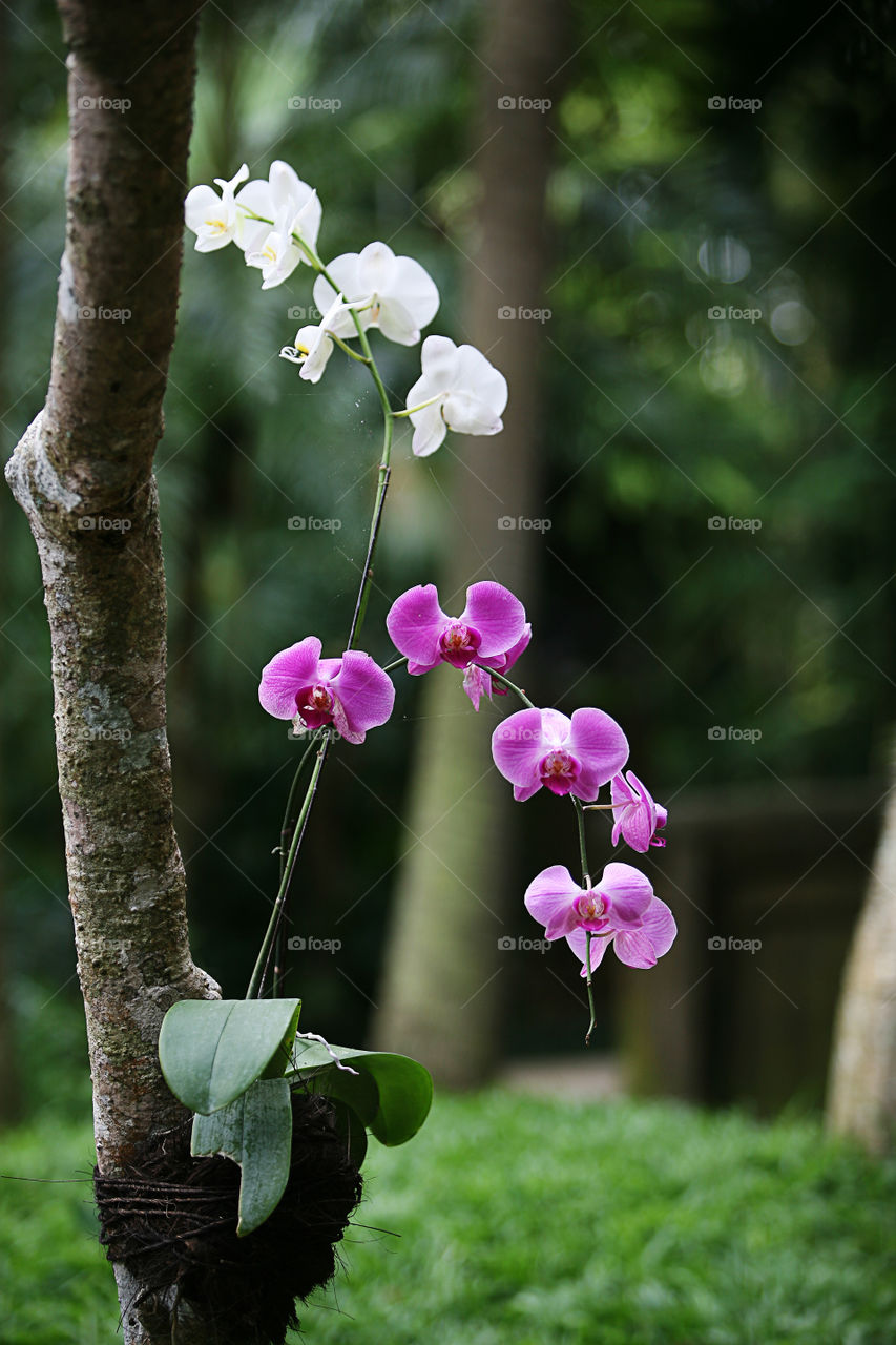 Dendrobium white and purple wild orchid 