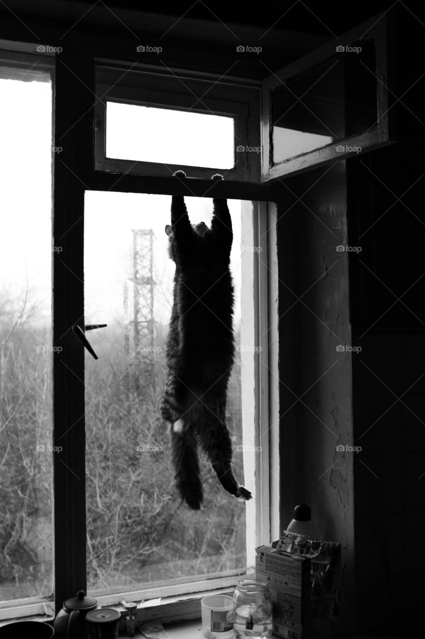 Cat trying to sneak in a house through the window