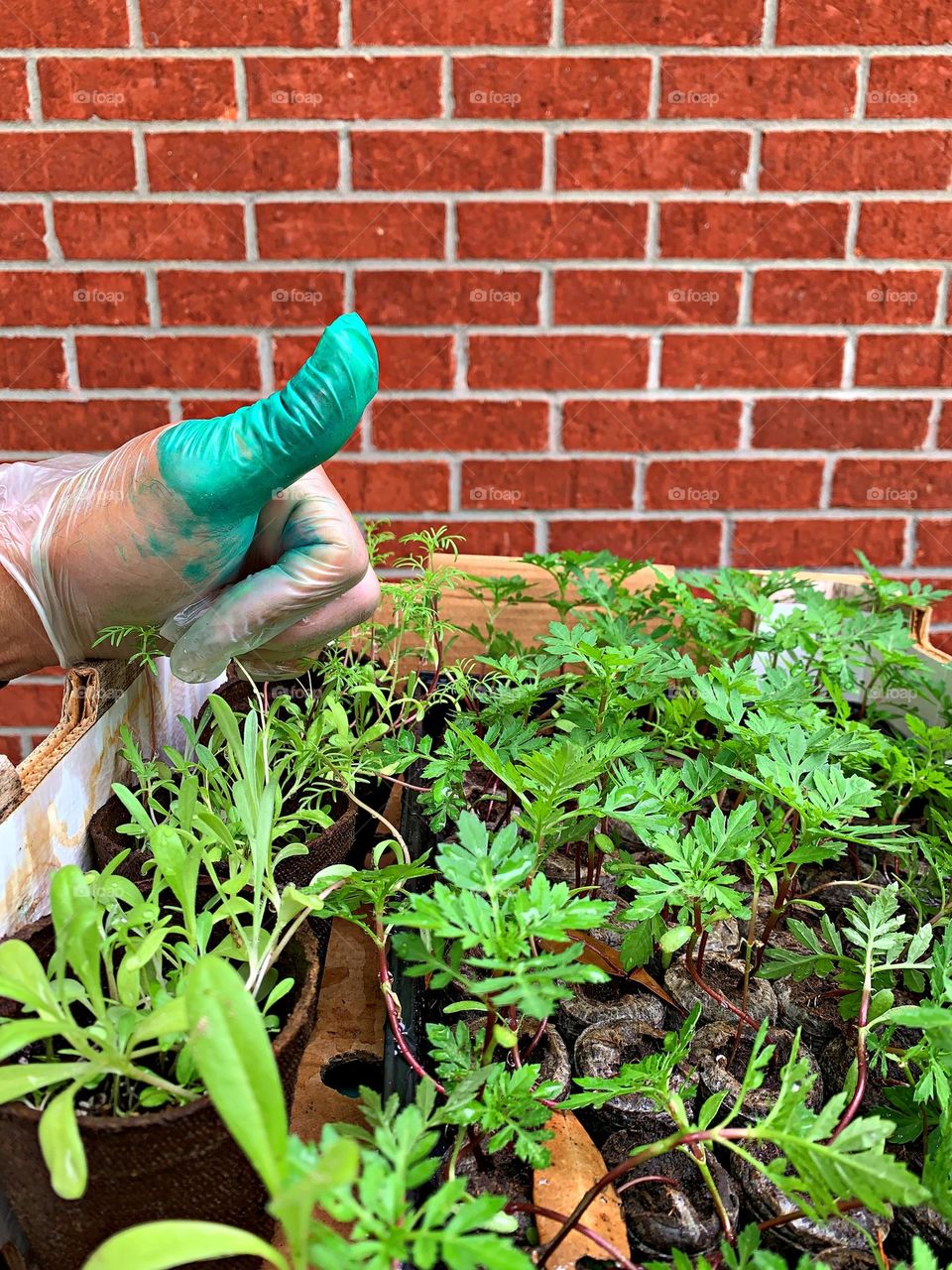 Plant Plants to Celebrate Earth Day - Green thumb gardening - A tray of seedlings get watered and exposed to the sun for weather hardening 