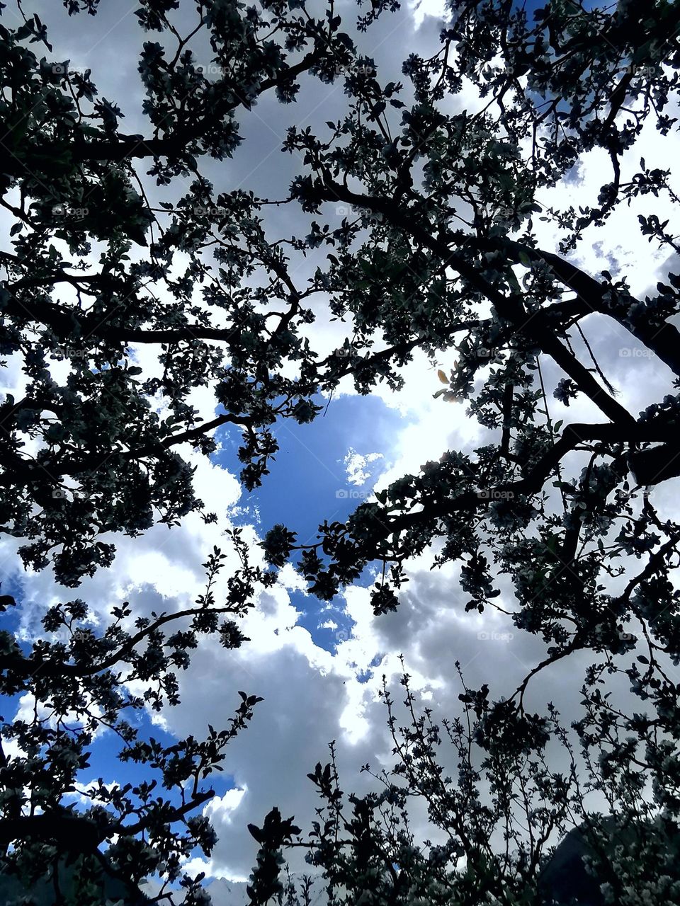 Flowery sky: awesomeness