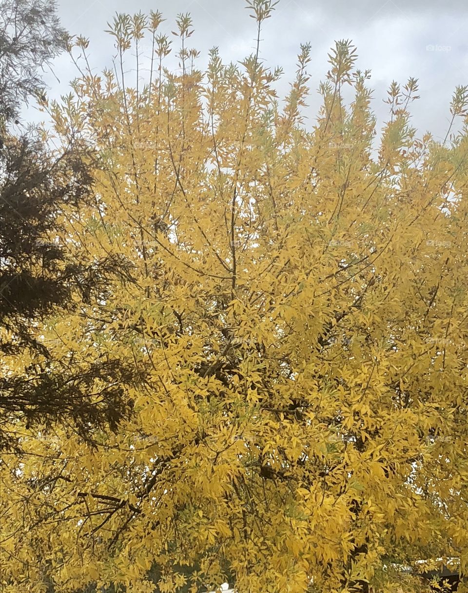 Golden yellow fall tree.