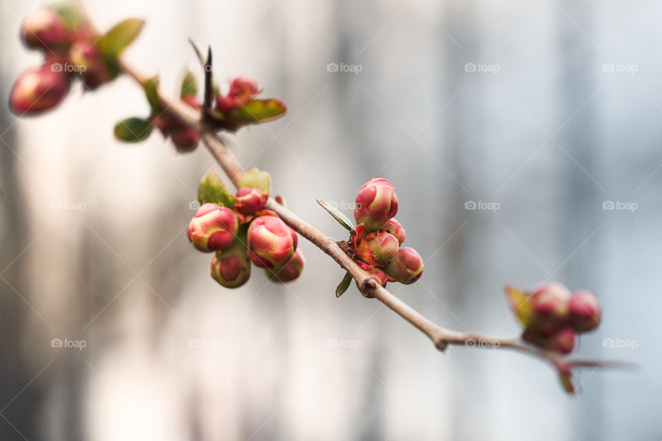 Blossom by blossom the spring begins