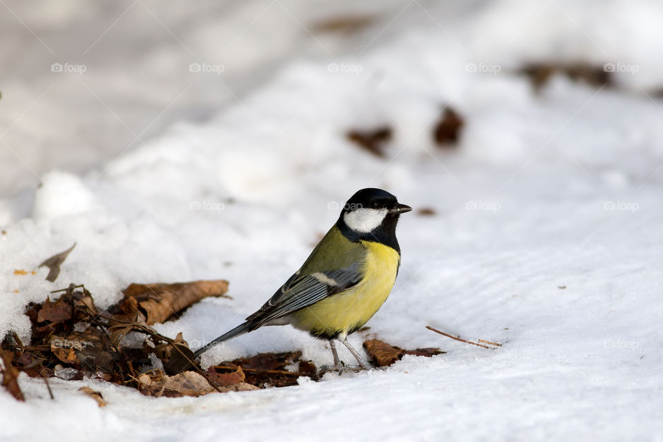 A great tit (Parus major) pitched on the ground covered with snow
