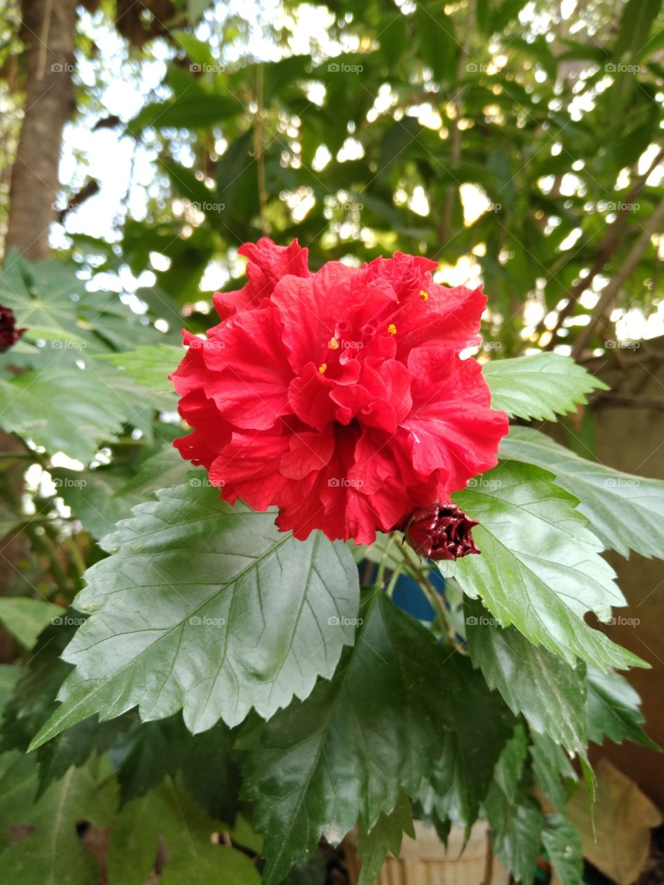 a red hibiscus flower in my garden