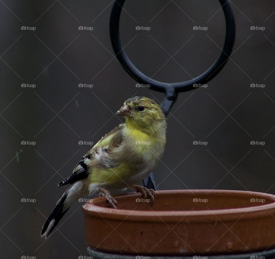 Goldfinch weathering a spring shower