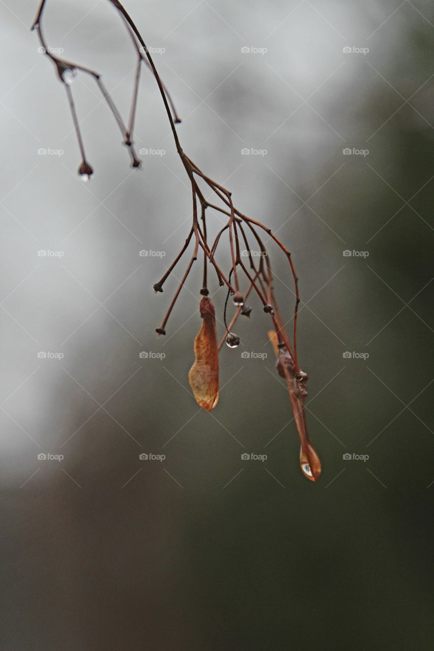 water drops off of maple tree