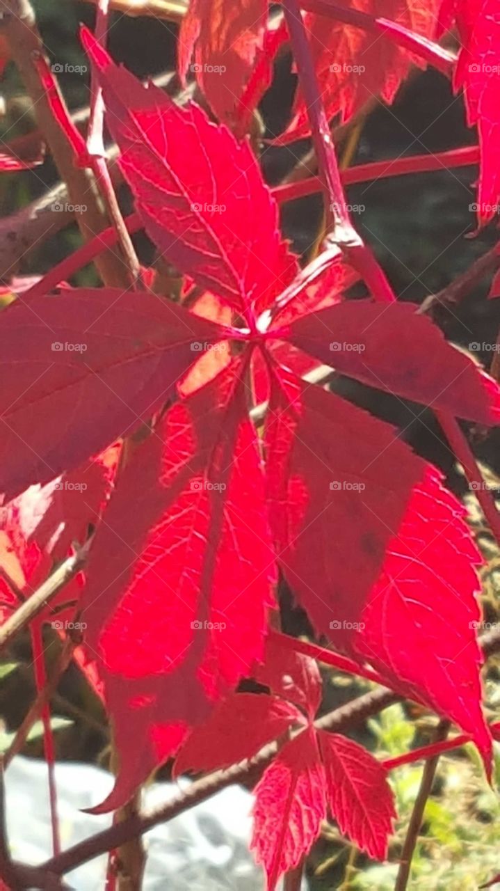 red leafs