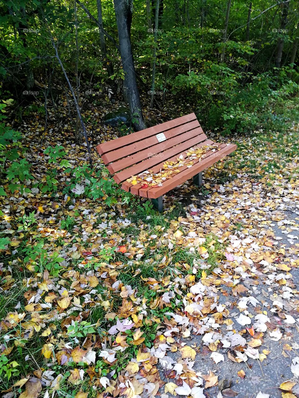 Nice fall bench.