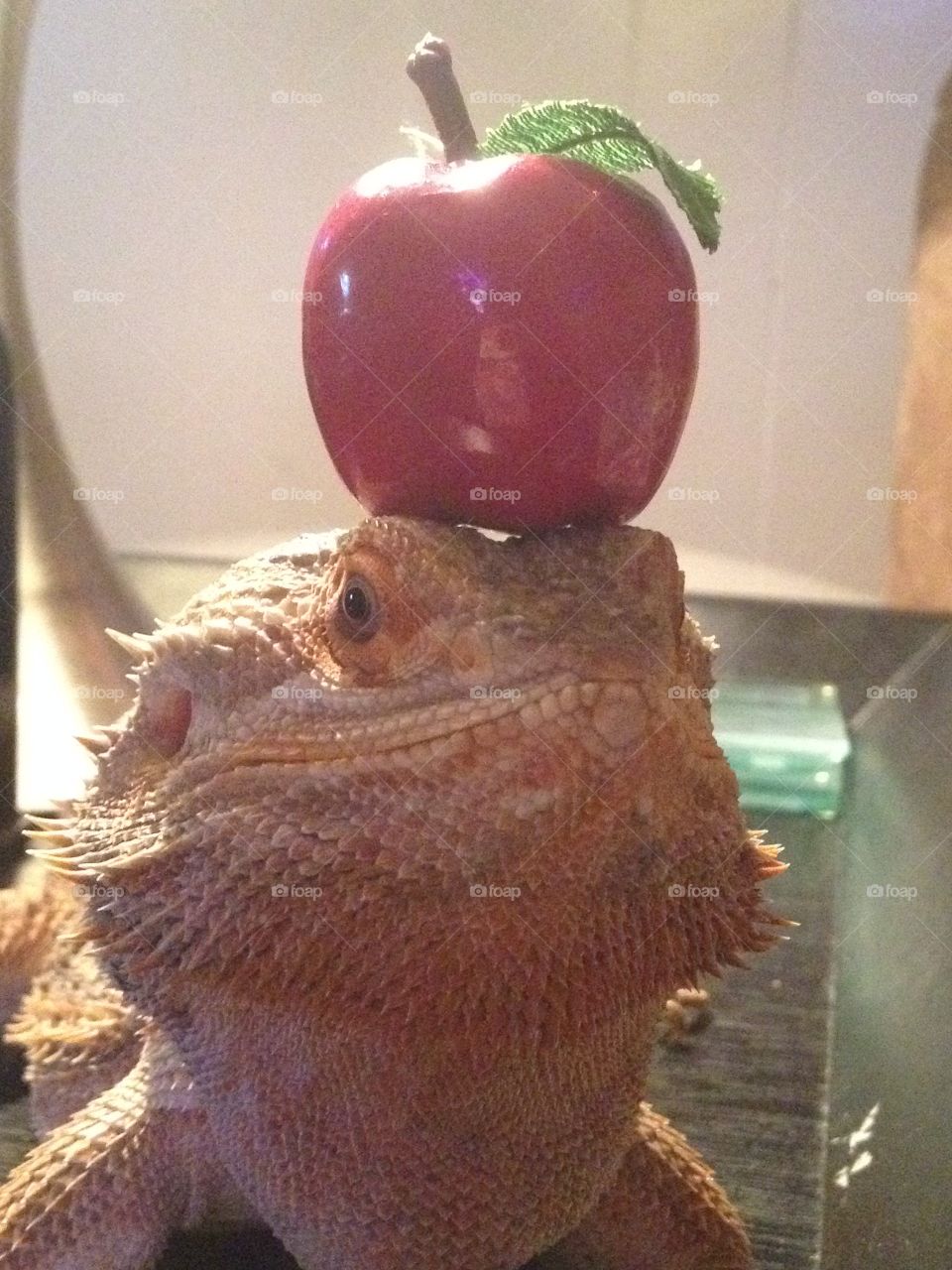 Bearded dragon with Apple 