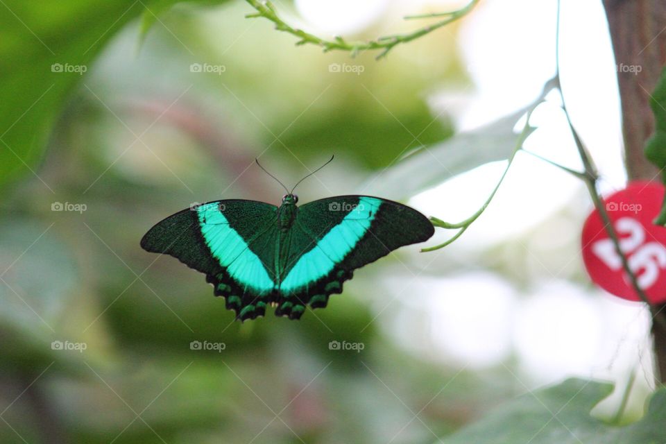 Butterfly, Nature, Insect, No Person, Leaf