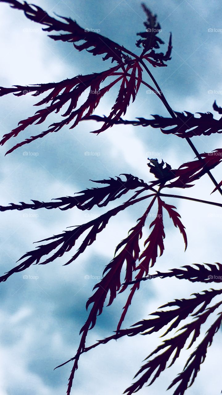 Maple leaves against sky