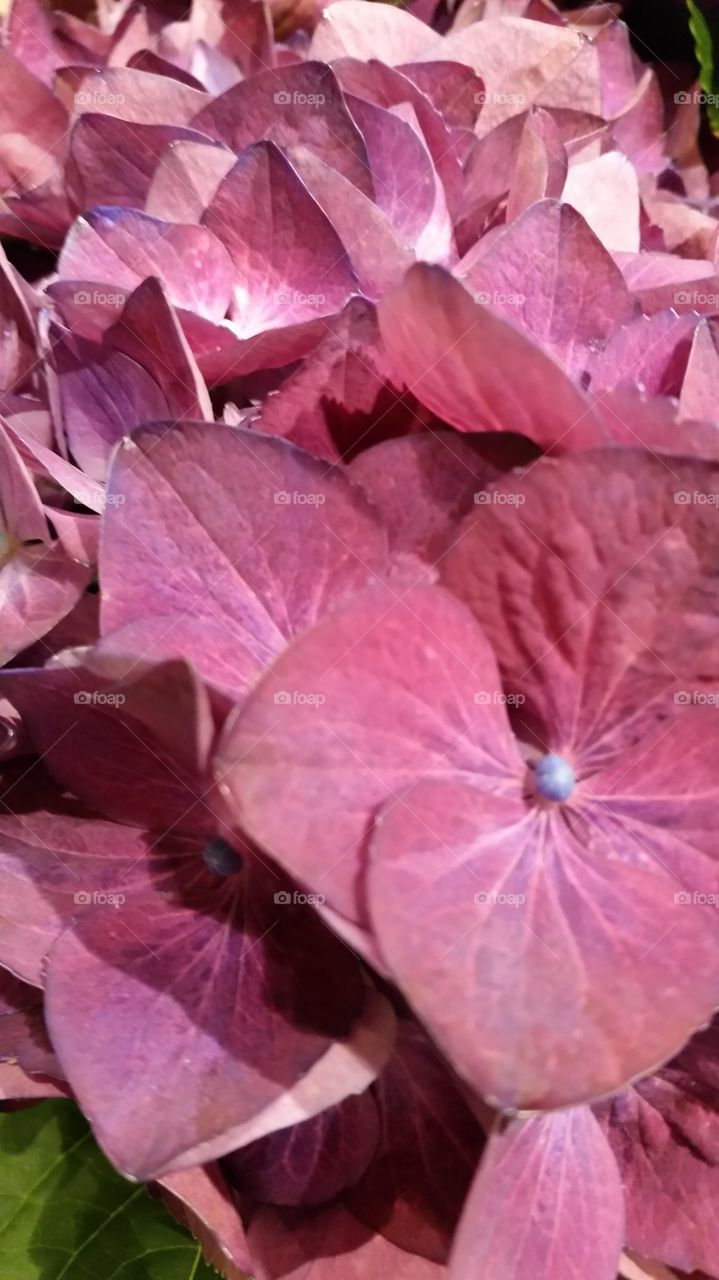 Hydrangeas Pinkish Beautiful
