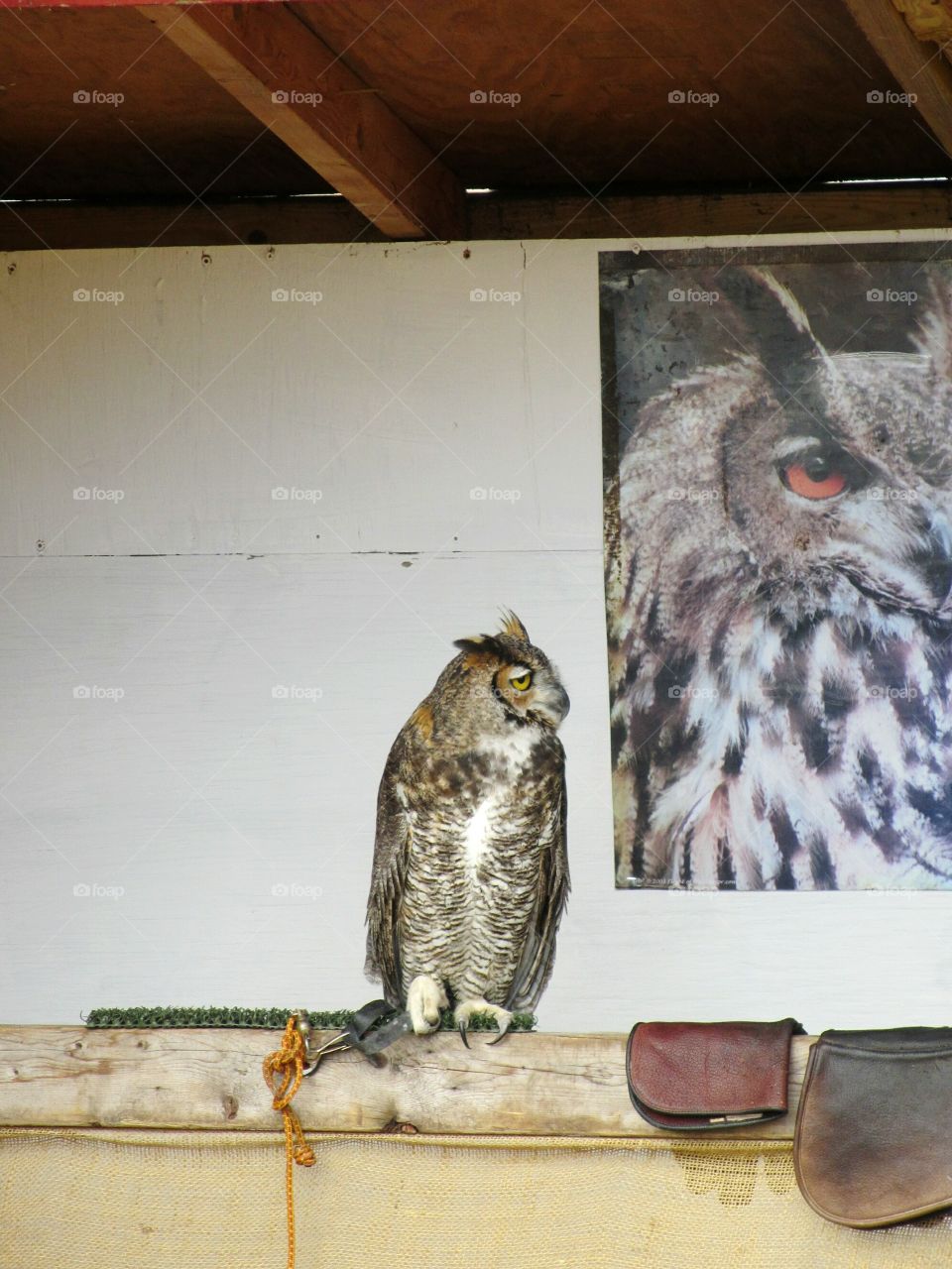An Owl perched in front of a poster of an owl