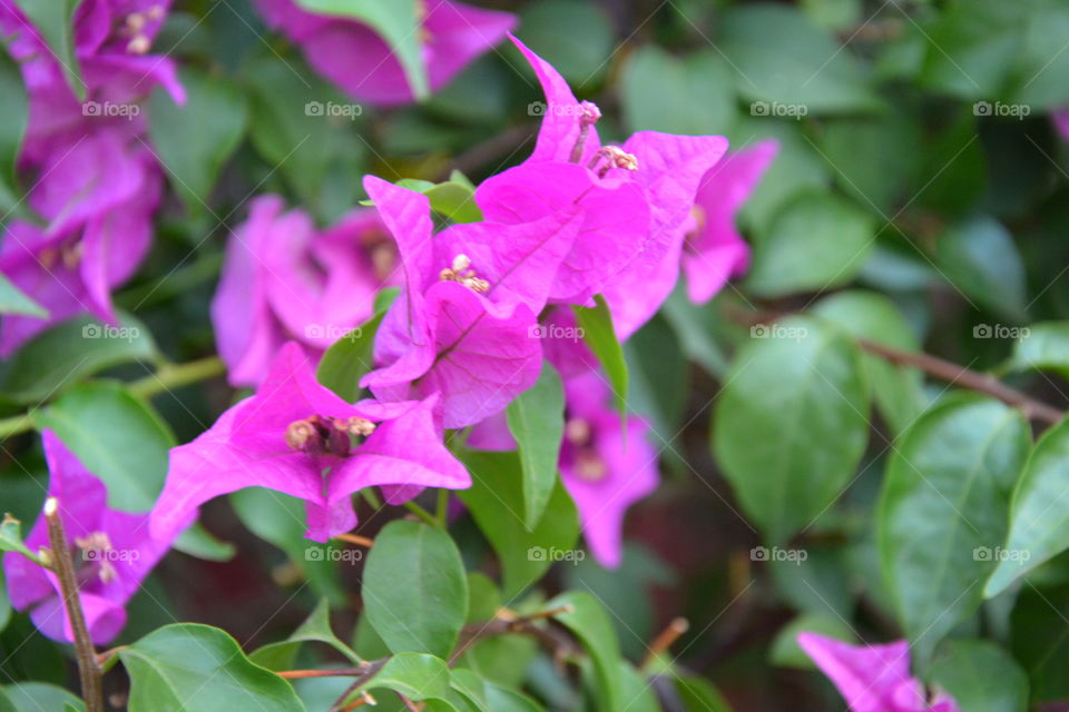 Purple Bougainvillea