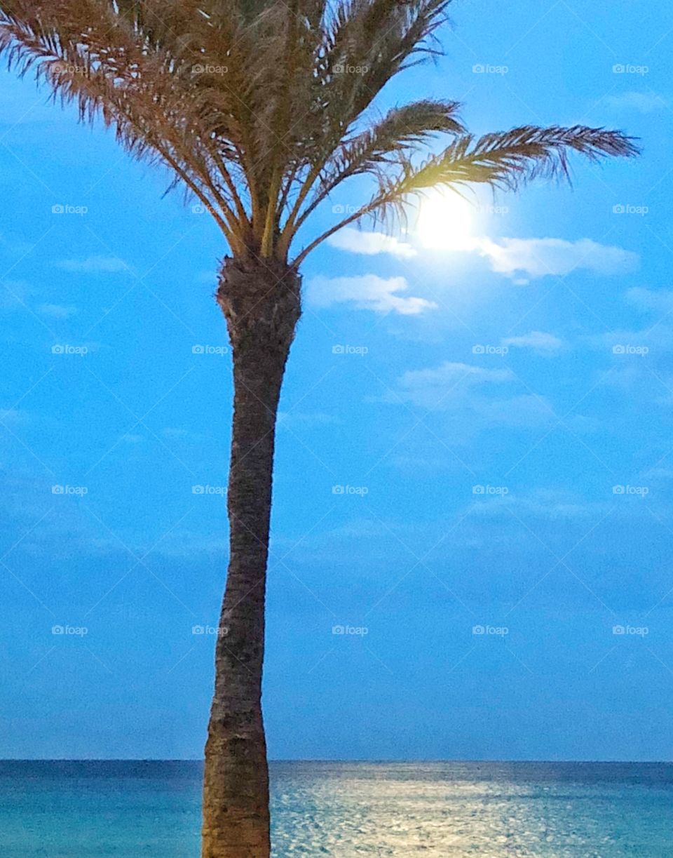 Fullmoon with Palmtree