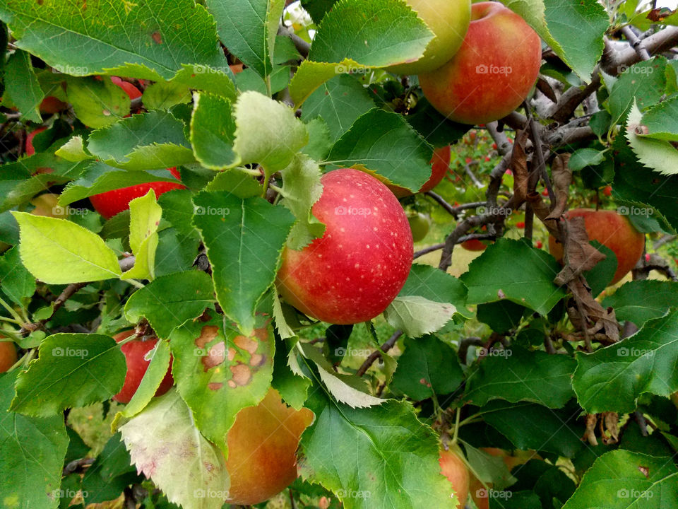 Apple tree