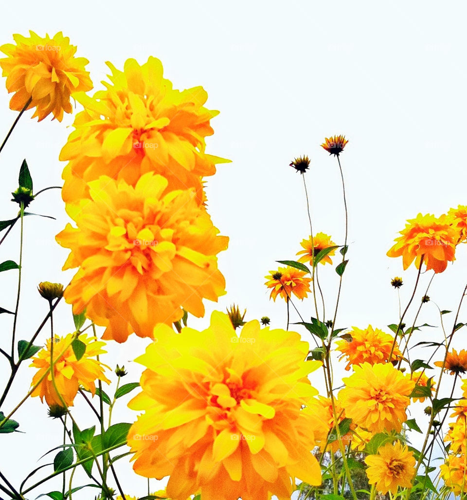 flowers yellow blommor gult by spikerbagger