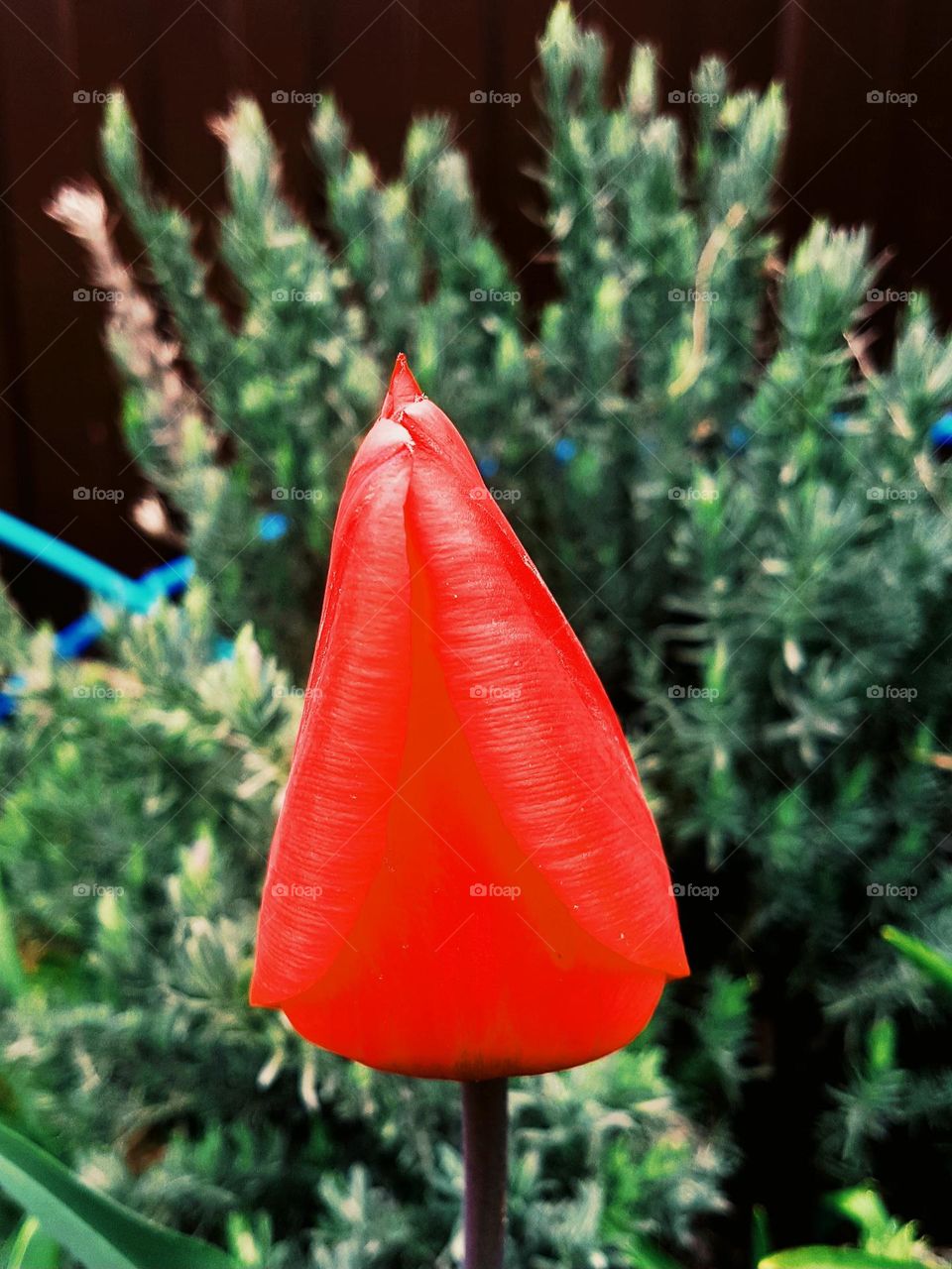 red tulip