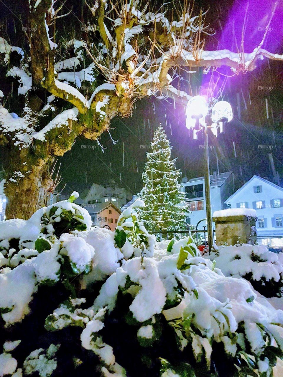 Christmas Tree in the night snow 