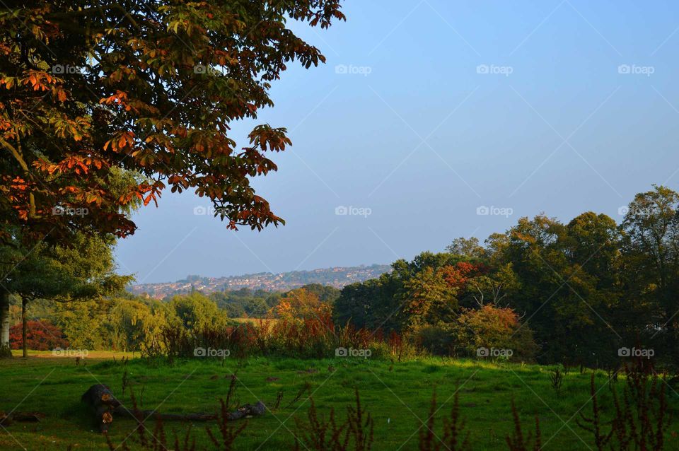 Scenic view of trees