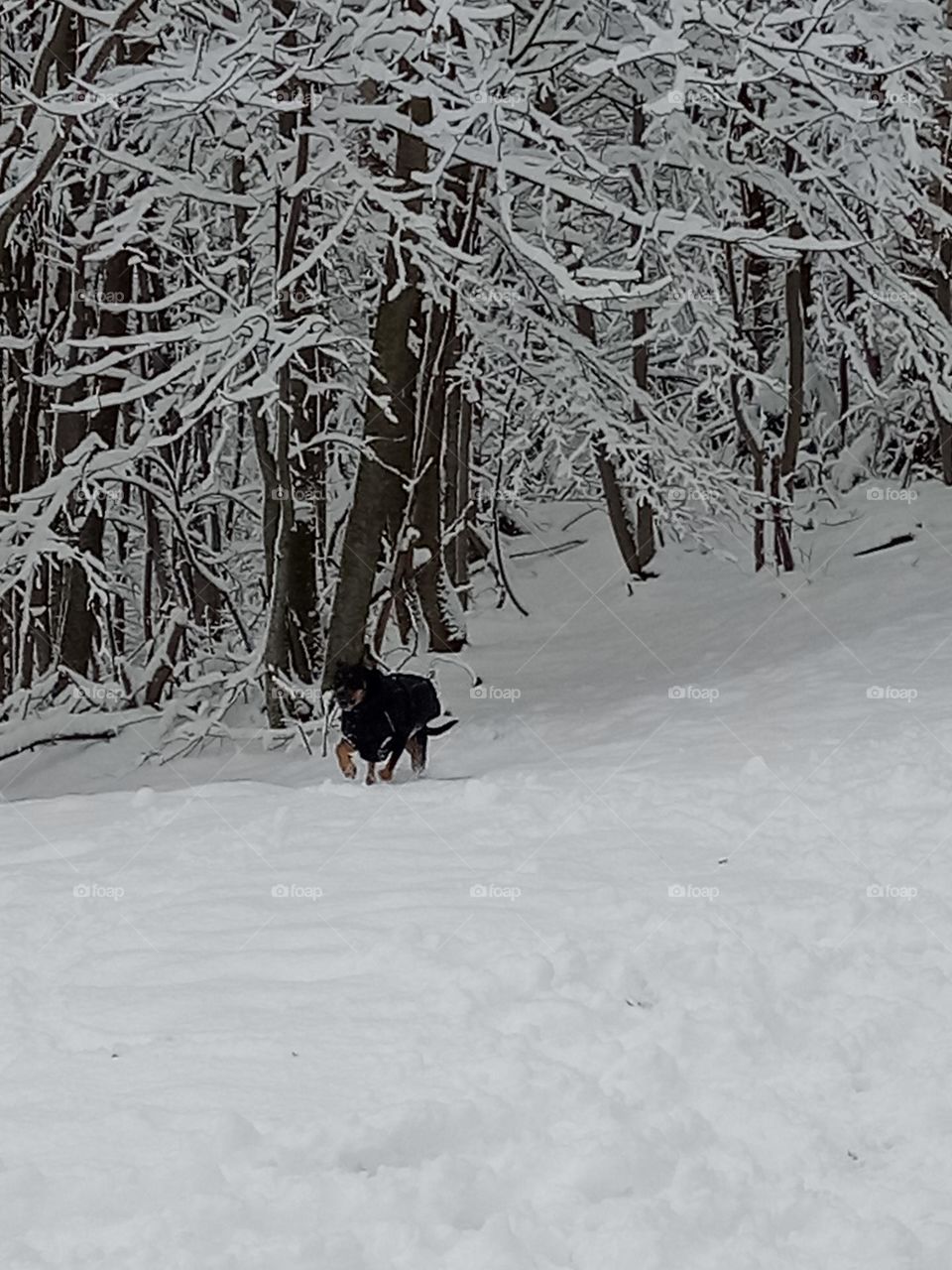 dog in the snow