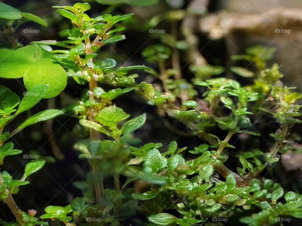 the tiny green plants that are known in name as the "pilea microphylla" plant.