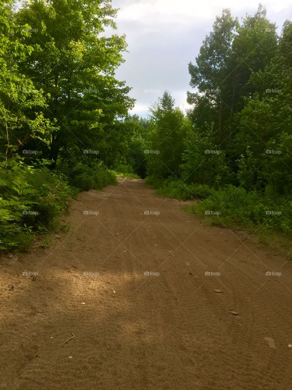 Forest path