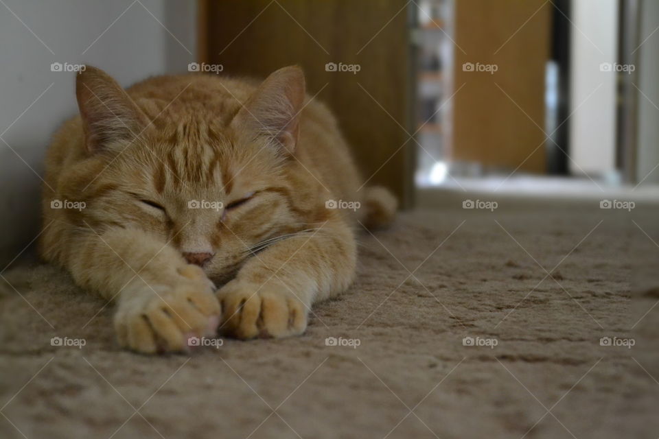 Cat resting on carpet