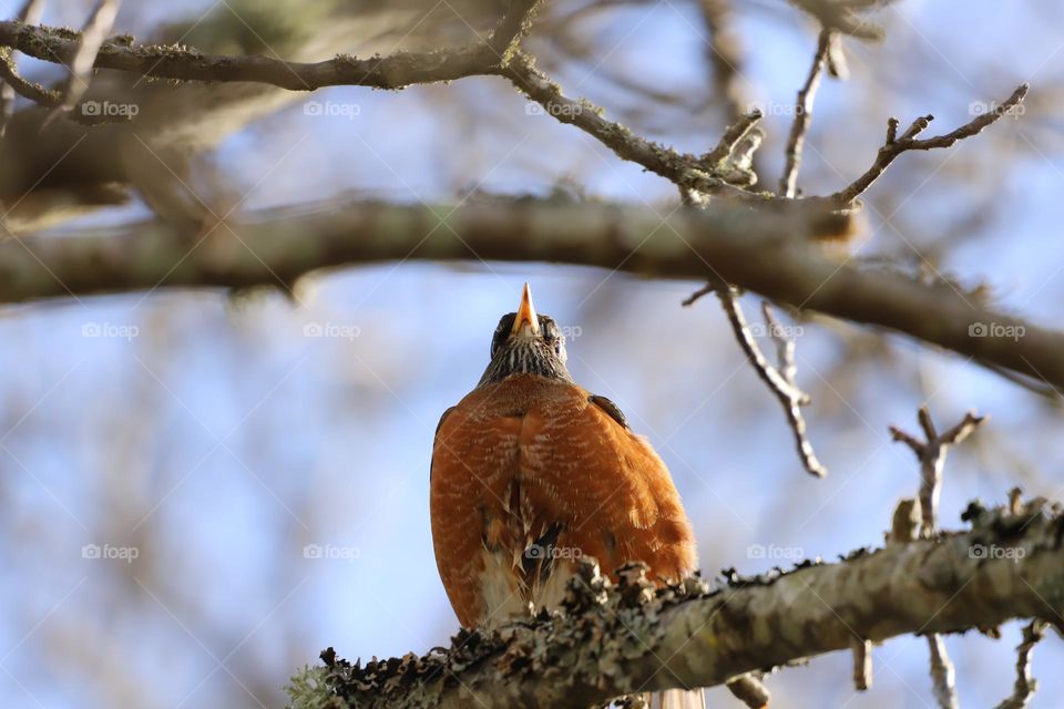 The proud robin perched on a branch 