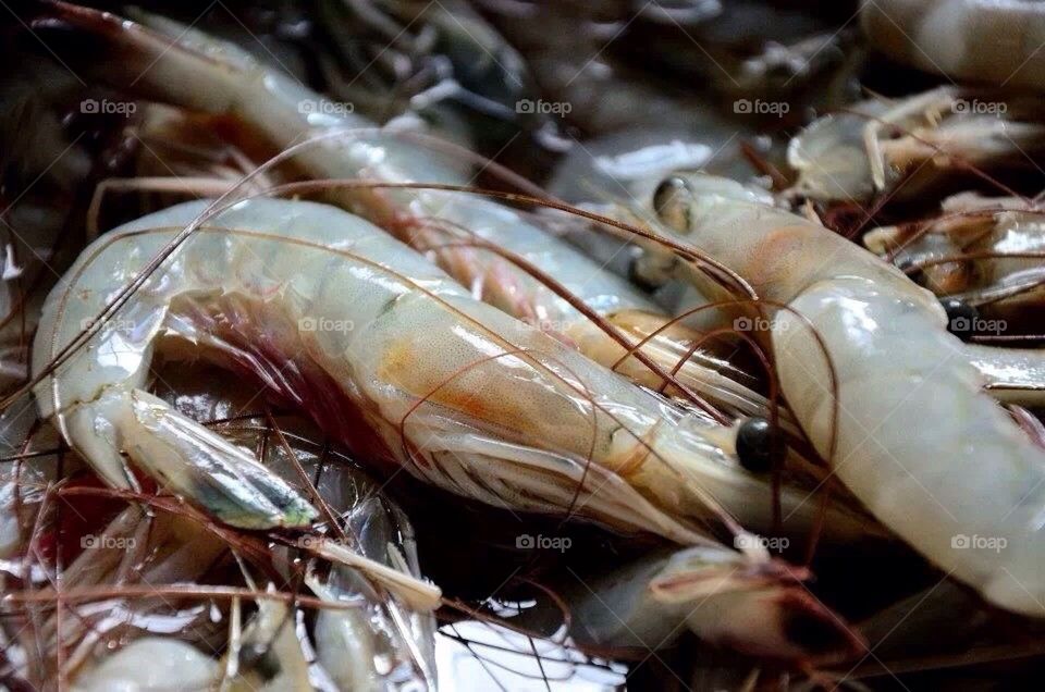 Shrimp