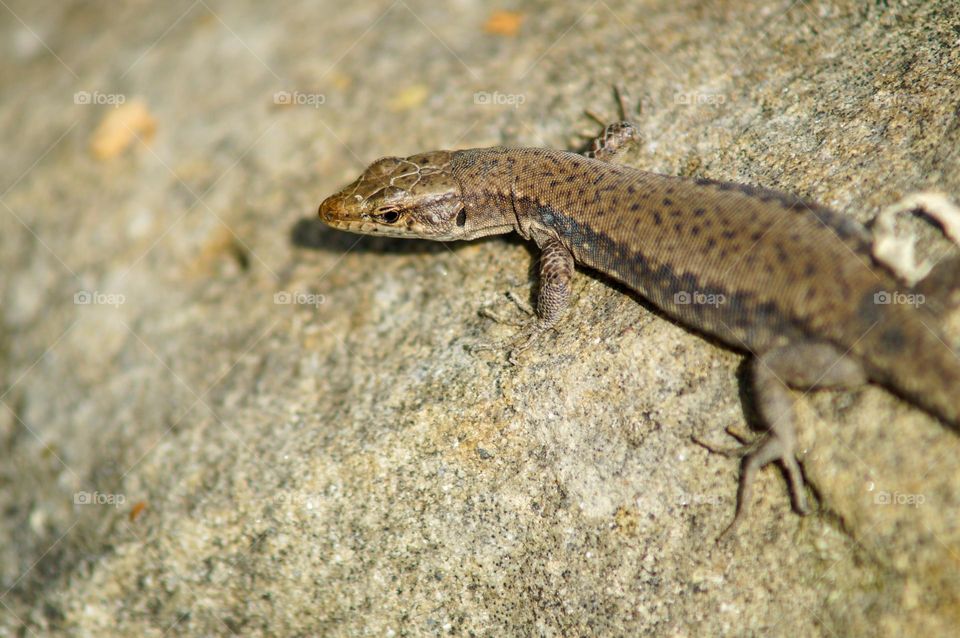 Lizard on a stone in the forest