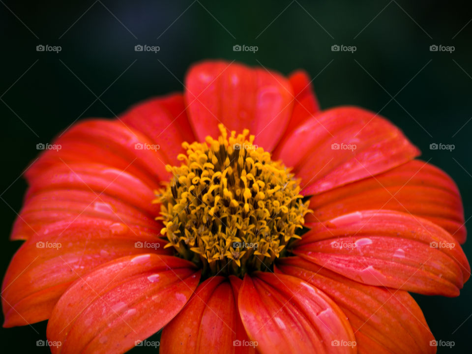 Orange daisy flower