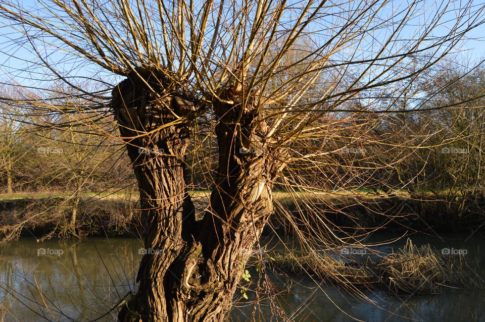 Dry tree at the canal